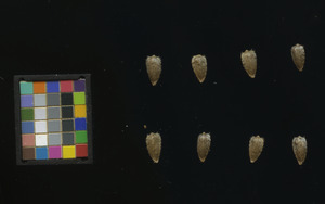 seed