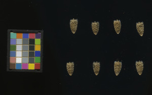 seed