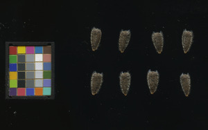 seed