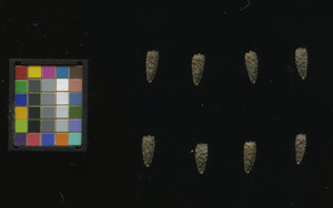 seed