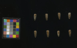 seed