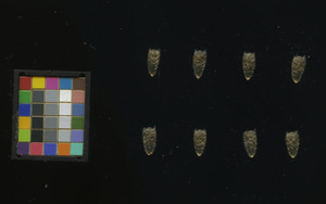 seed