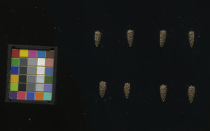 seed