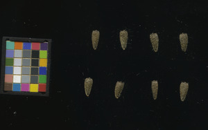 seed