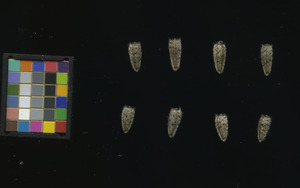 seed