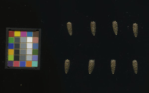 seed