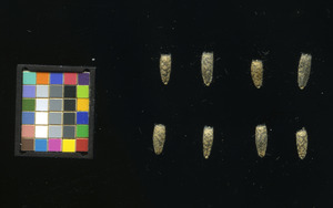 seed