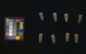 seed