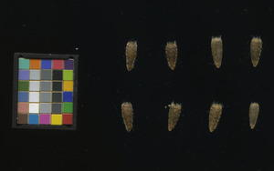seed