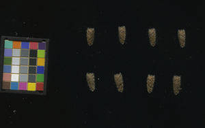 seed