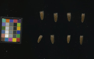 seed