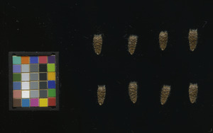 seed