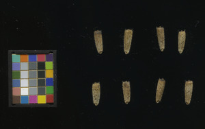 seed