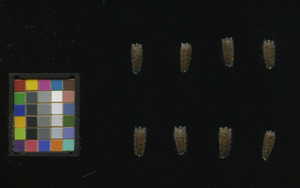 seed