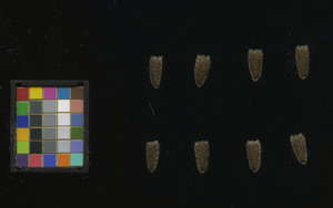 seed