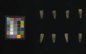 seed