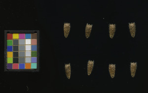 seed