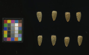 seed