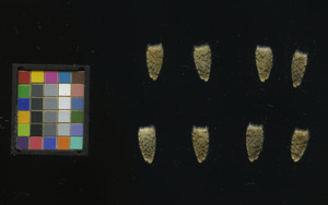 seed