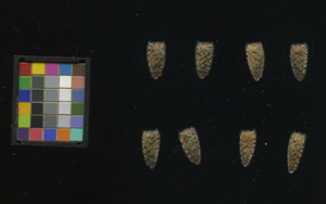 seed