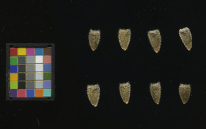 seed