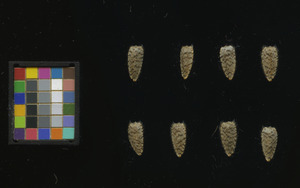 seed