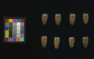 seed