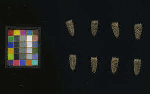 seed