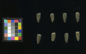 seed