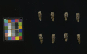 seed