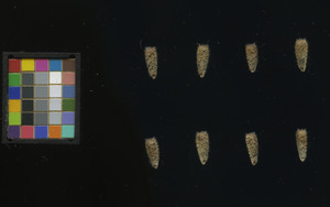 seed