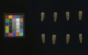seed