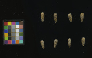 seed