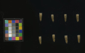 seed