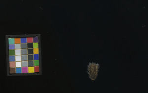 seed
