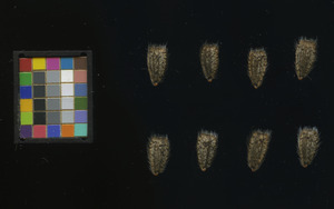 seed