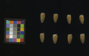 seed