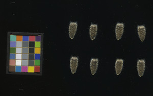 seed