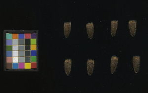 seed