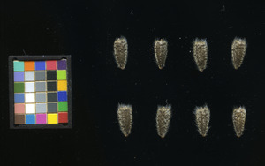 seed