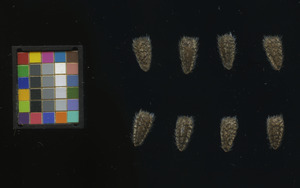 seed