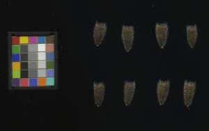 seed