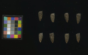 seed