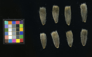 seed