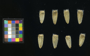 seed