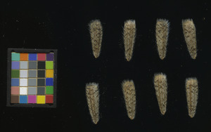 seed