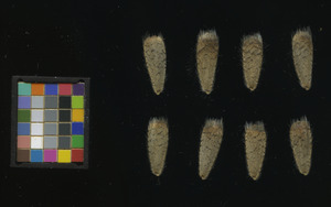 seed