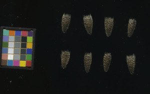 seed