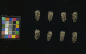 seed