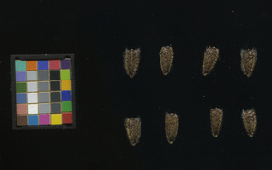 seed